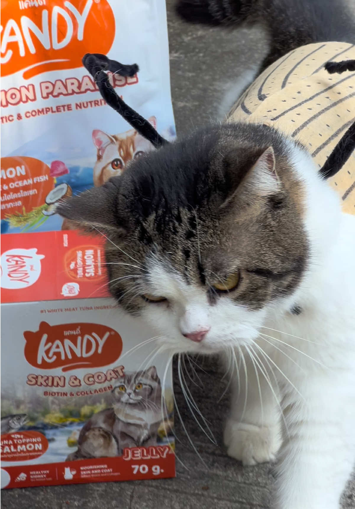 @บ้านผมมีแมวสามตัว😸