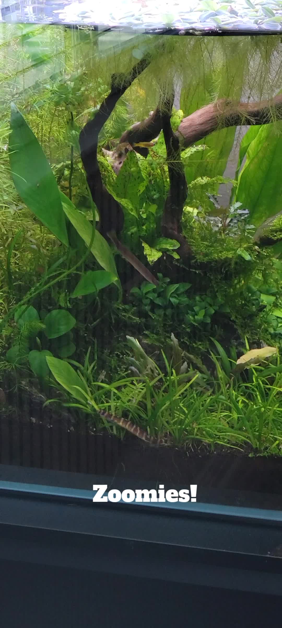 @Fishie Fishy Fish (nano, nano)