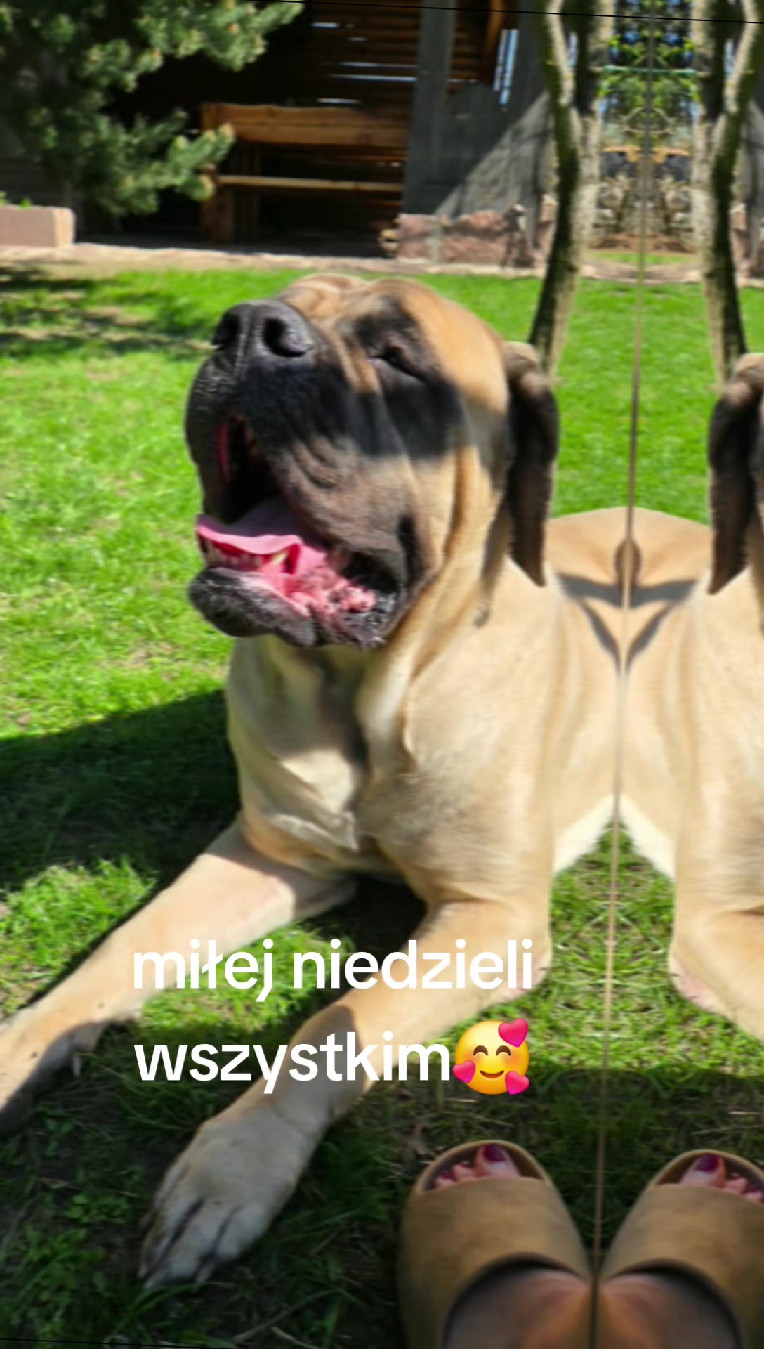 @Animal merwige fci