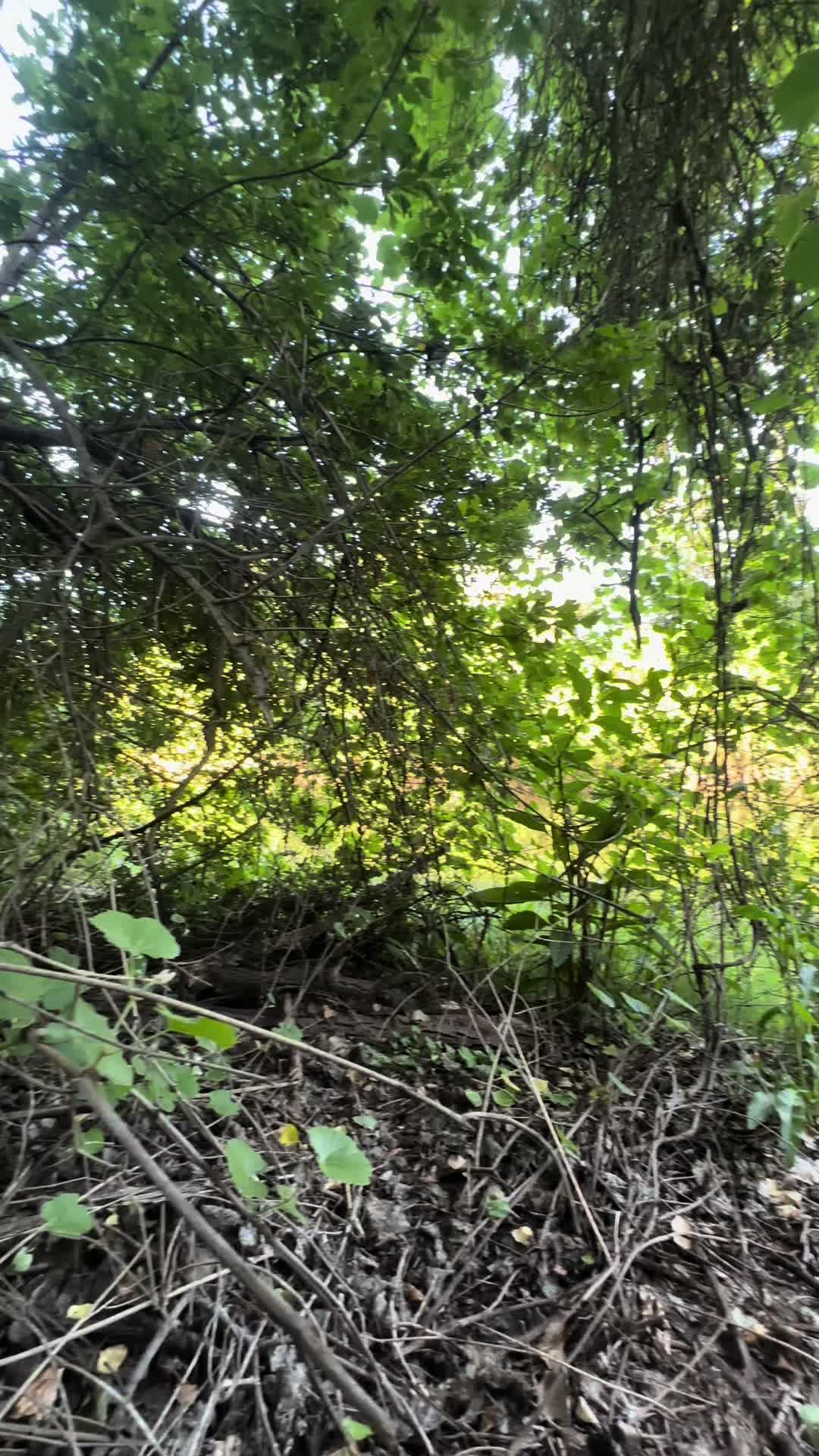 @🌲