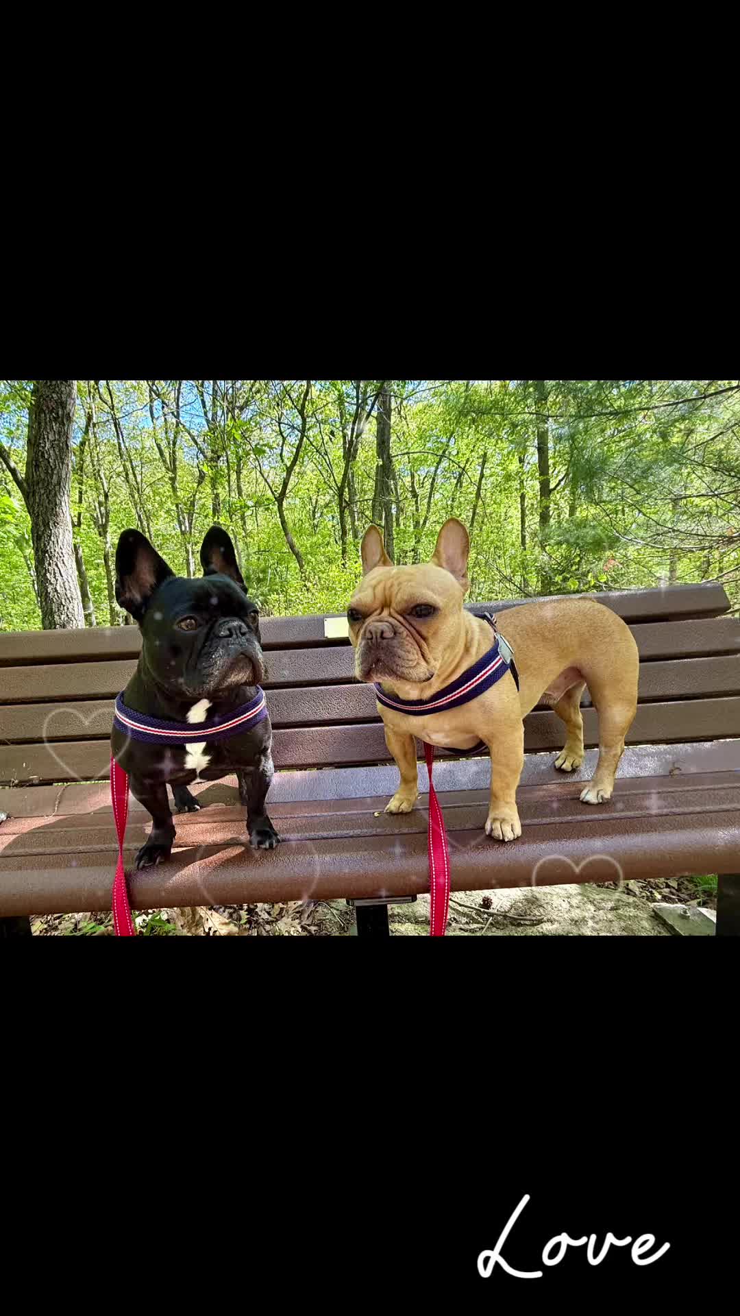 @PawsOnTrailsCT