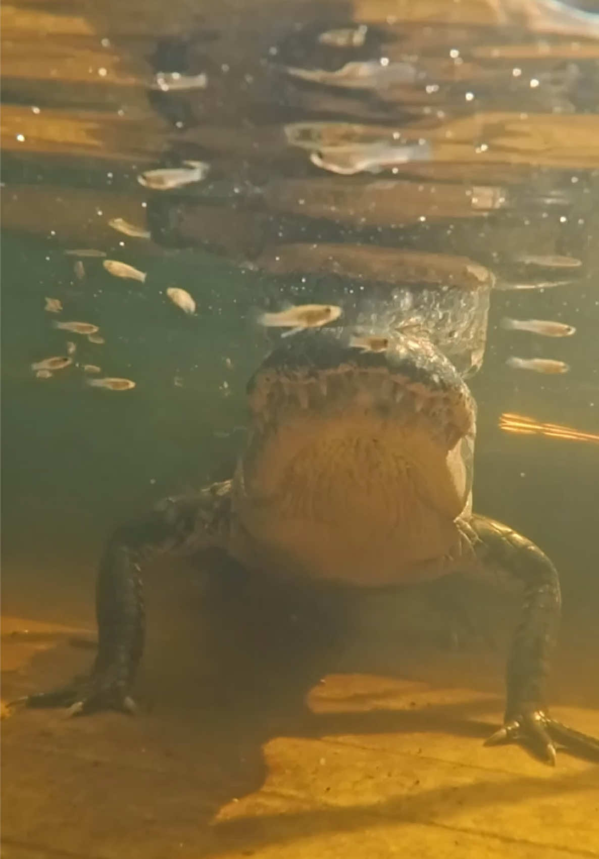 @Tommys_reptiles