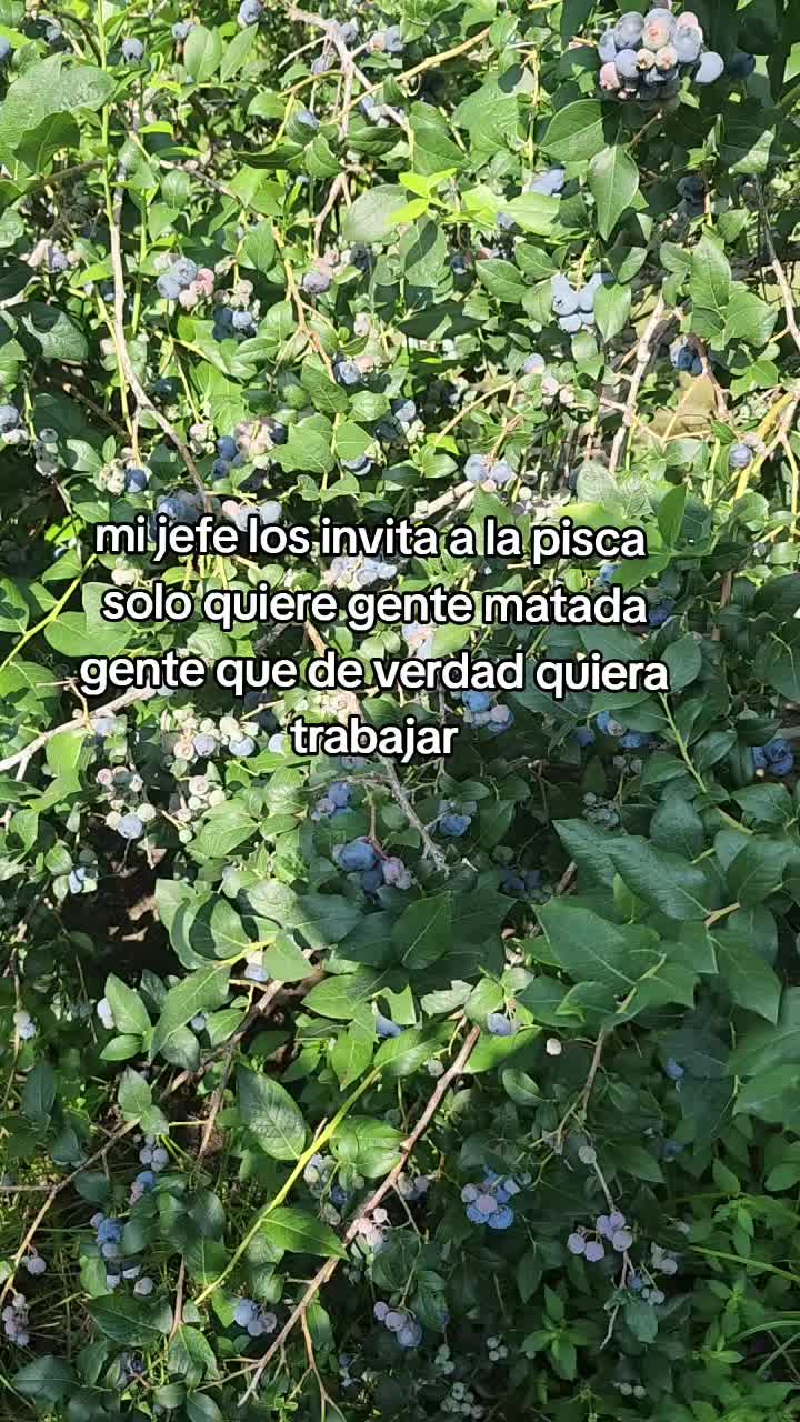 @mini mi