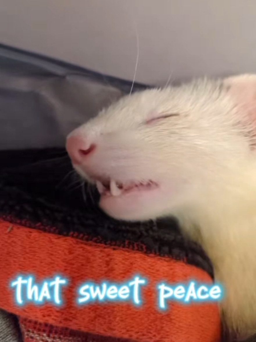 @Chaos Critters