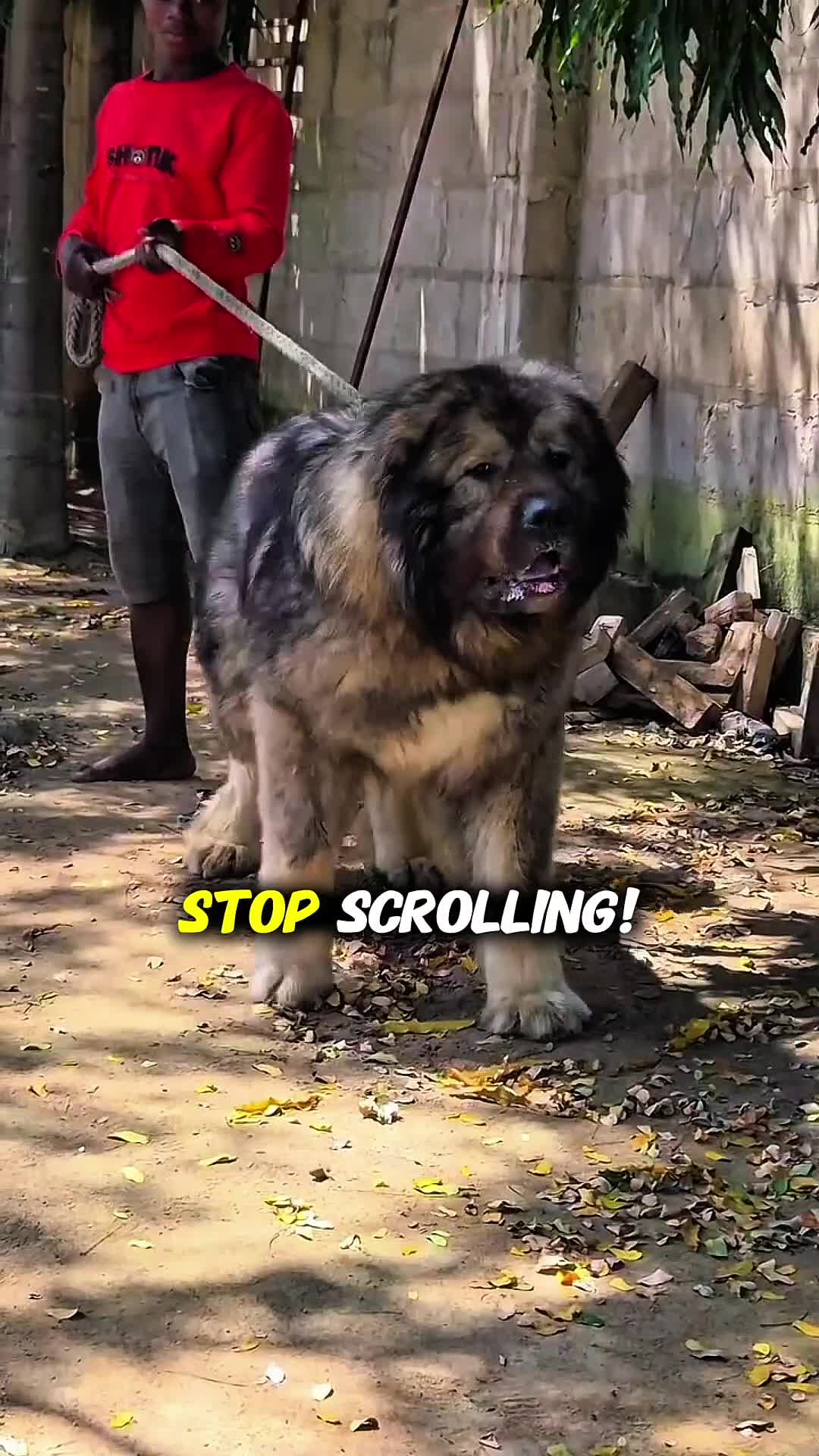 @animolfacts
