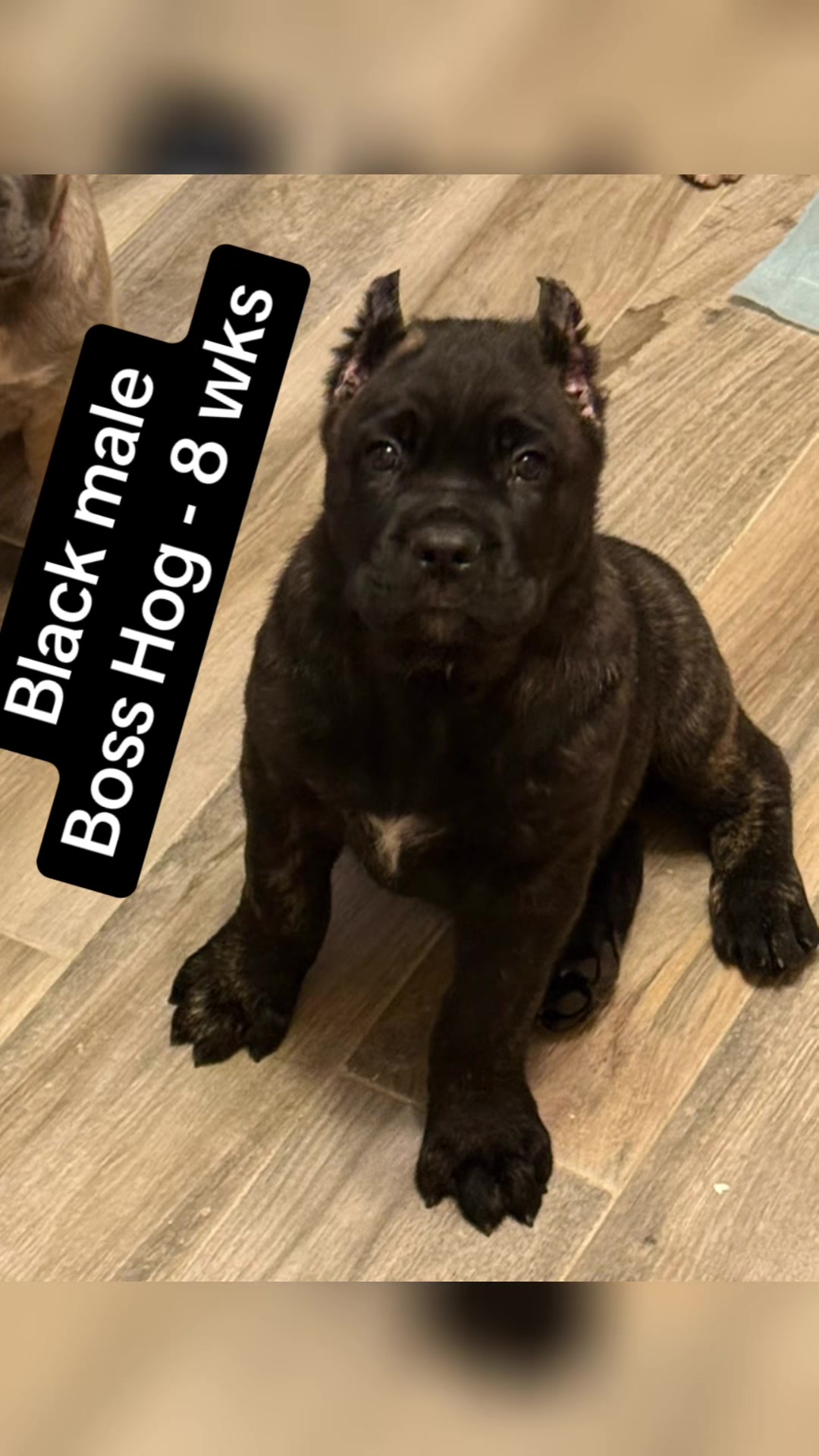 @AandMCaneCorsos