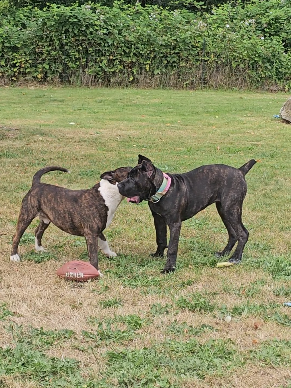 @SalmonCreekCaneCorso