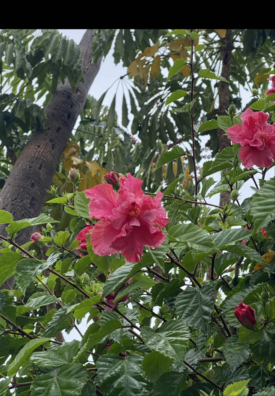 @☽⁺‧₊ moonvenefica ₊‧⁺☾