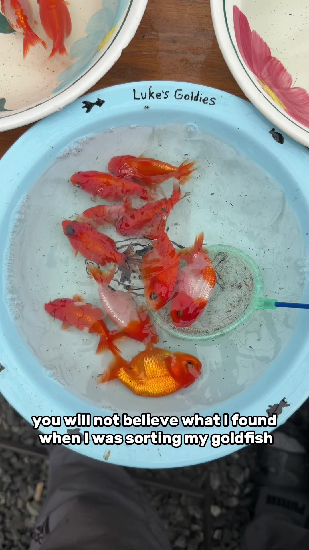 @The Goldfish Guy
