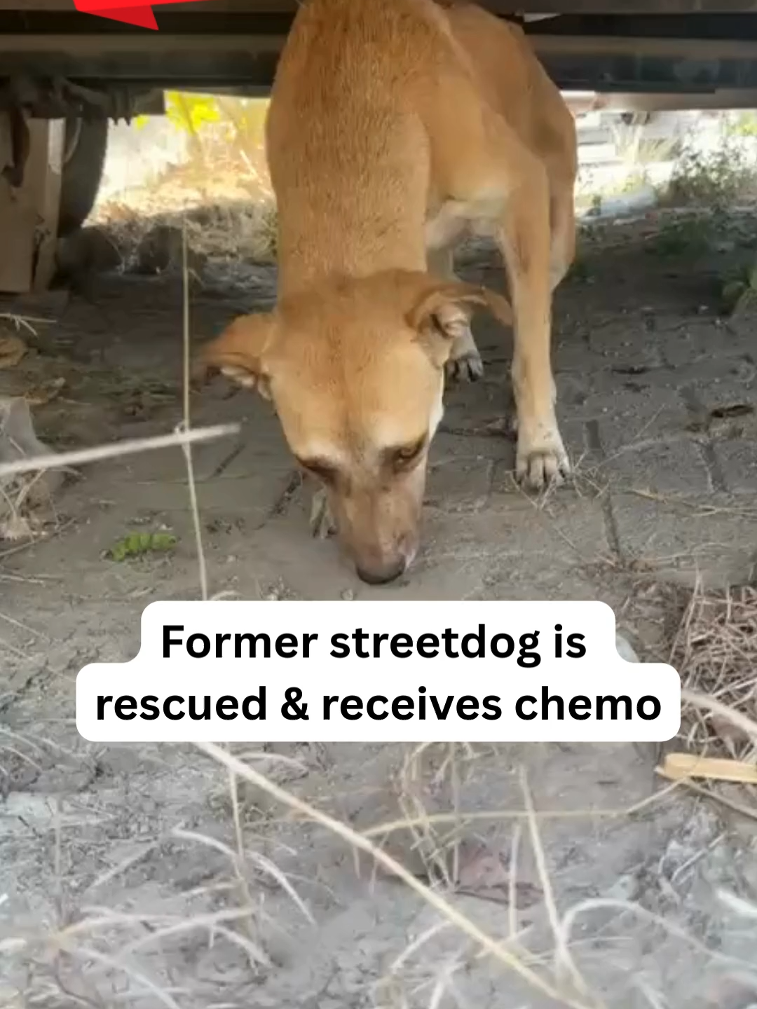 @A Dogs New Life