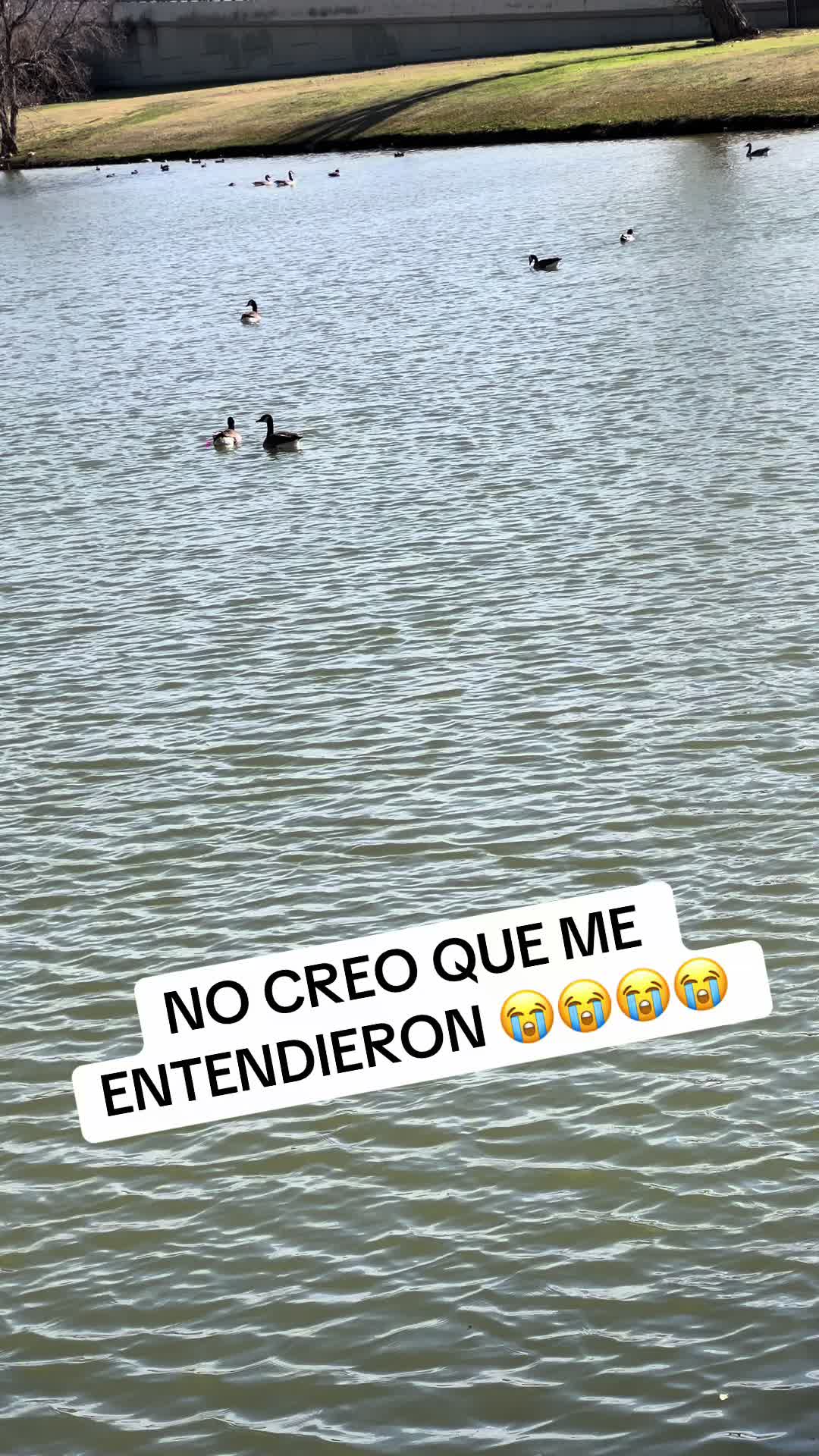@elchanequemayor