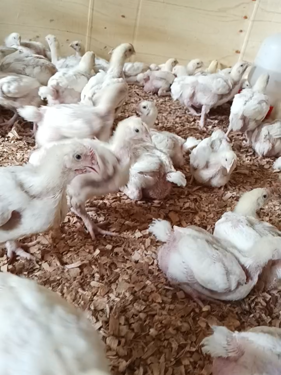 @Poultry in motion