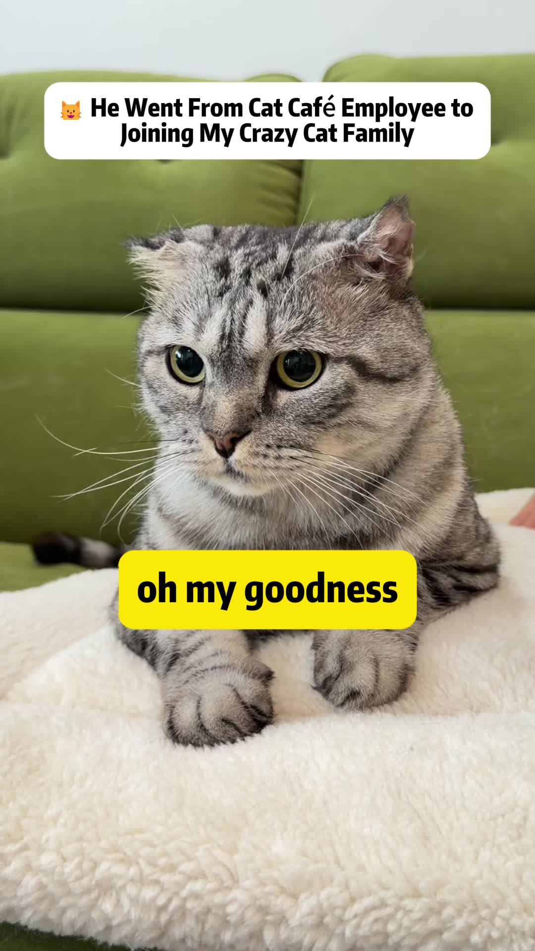 @Stray Cat Talkz