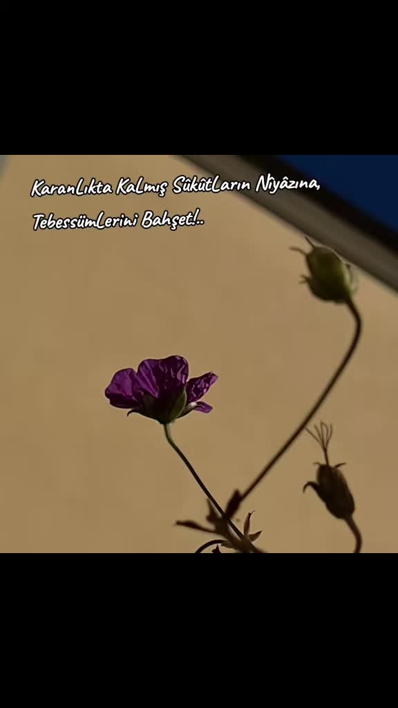 @Saye