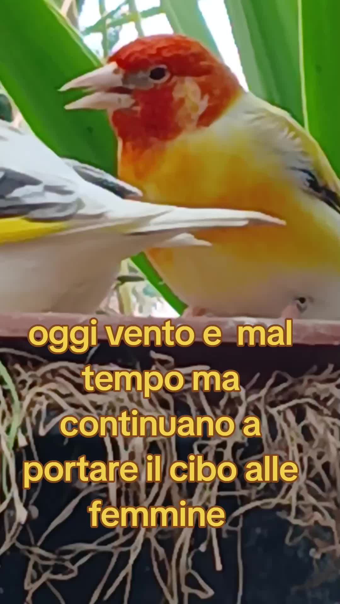 @Leonardo Dellacorte