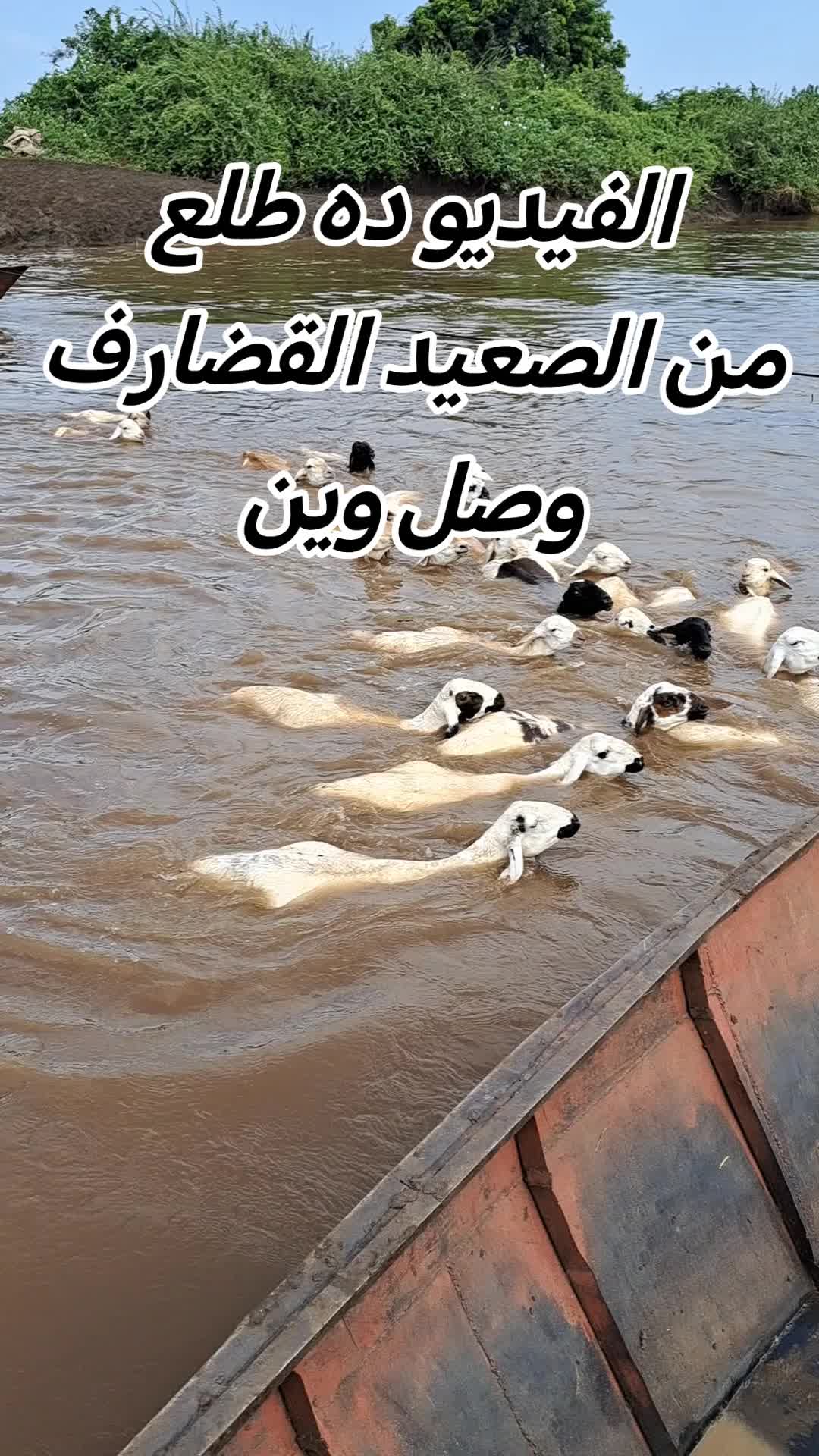 @༺👑༻ زَكِـي