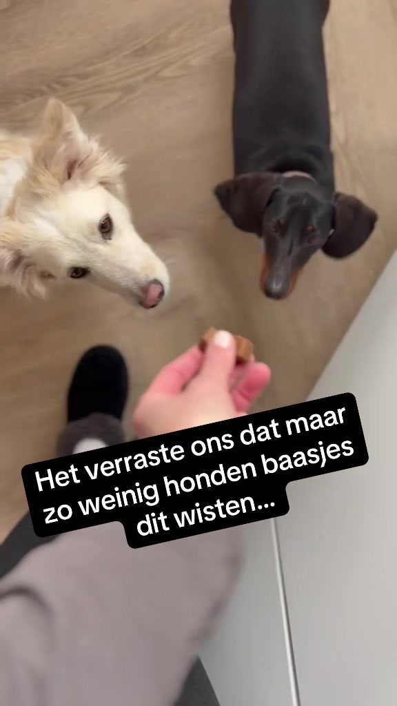 @Pure Paws