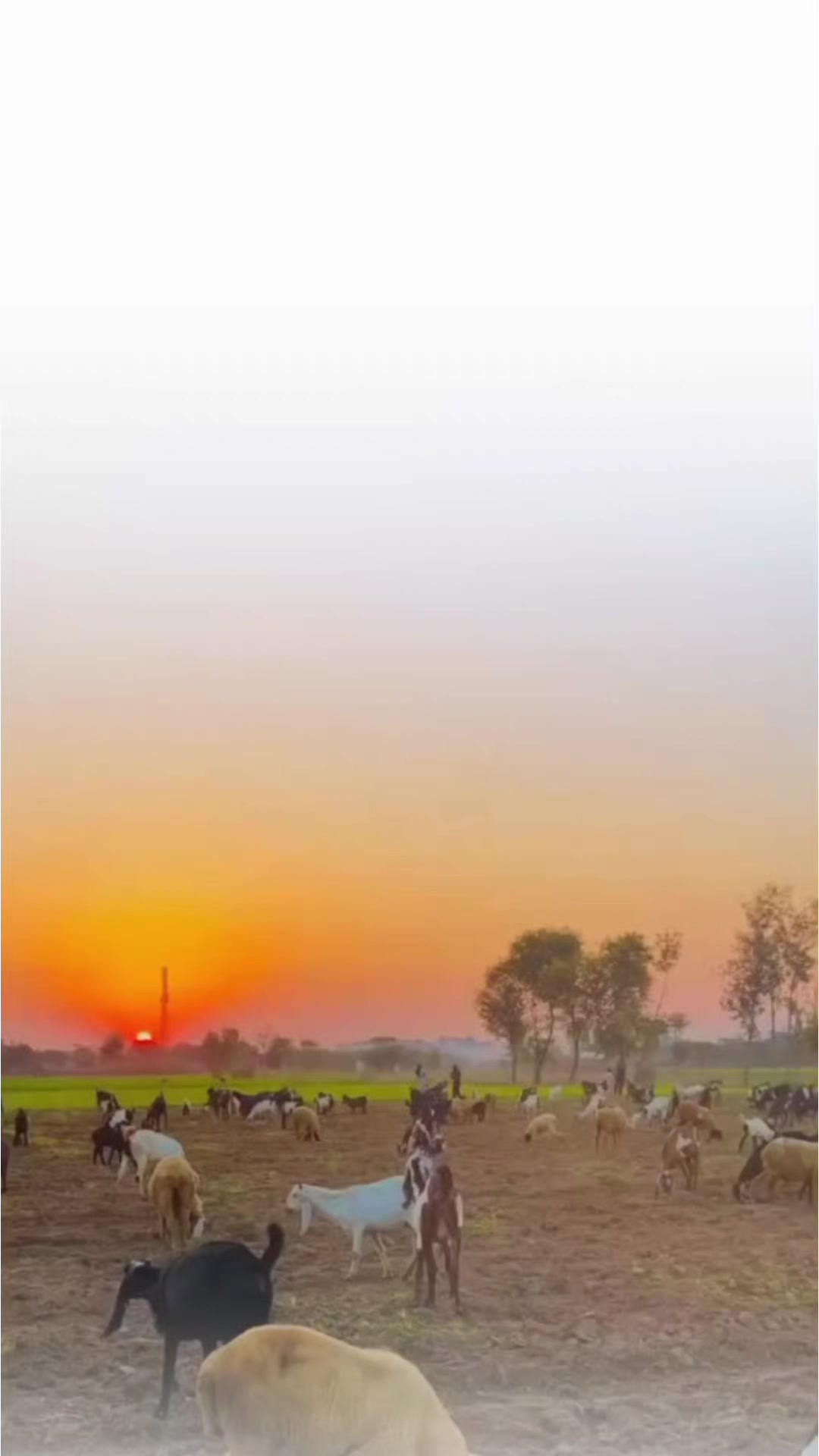 @تنہائی پسند🥂