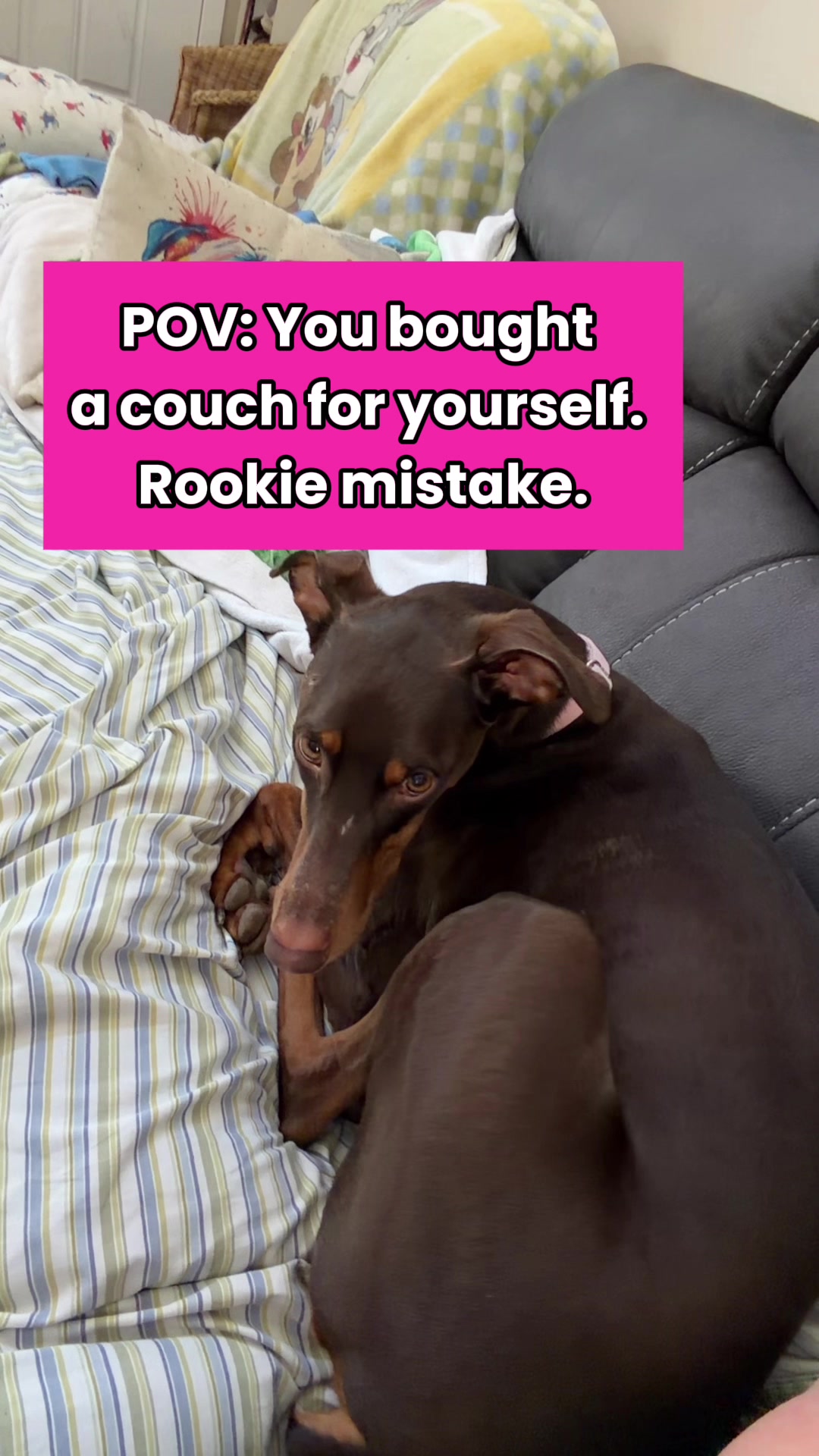 @Luna The Doberman