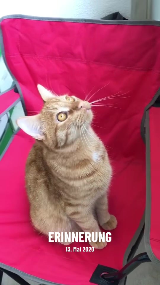 @Die süße kleine Katzencrew