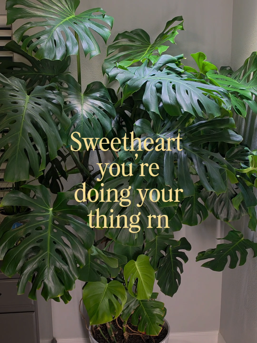 @RedheadedPlantLady