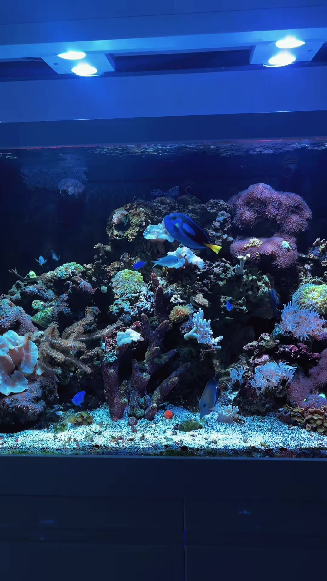 @reeflove