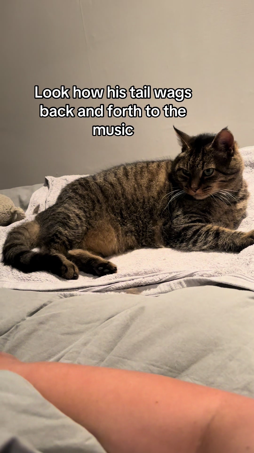 @Joep_the_ rescuecat
