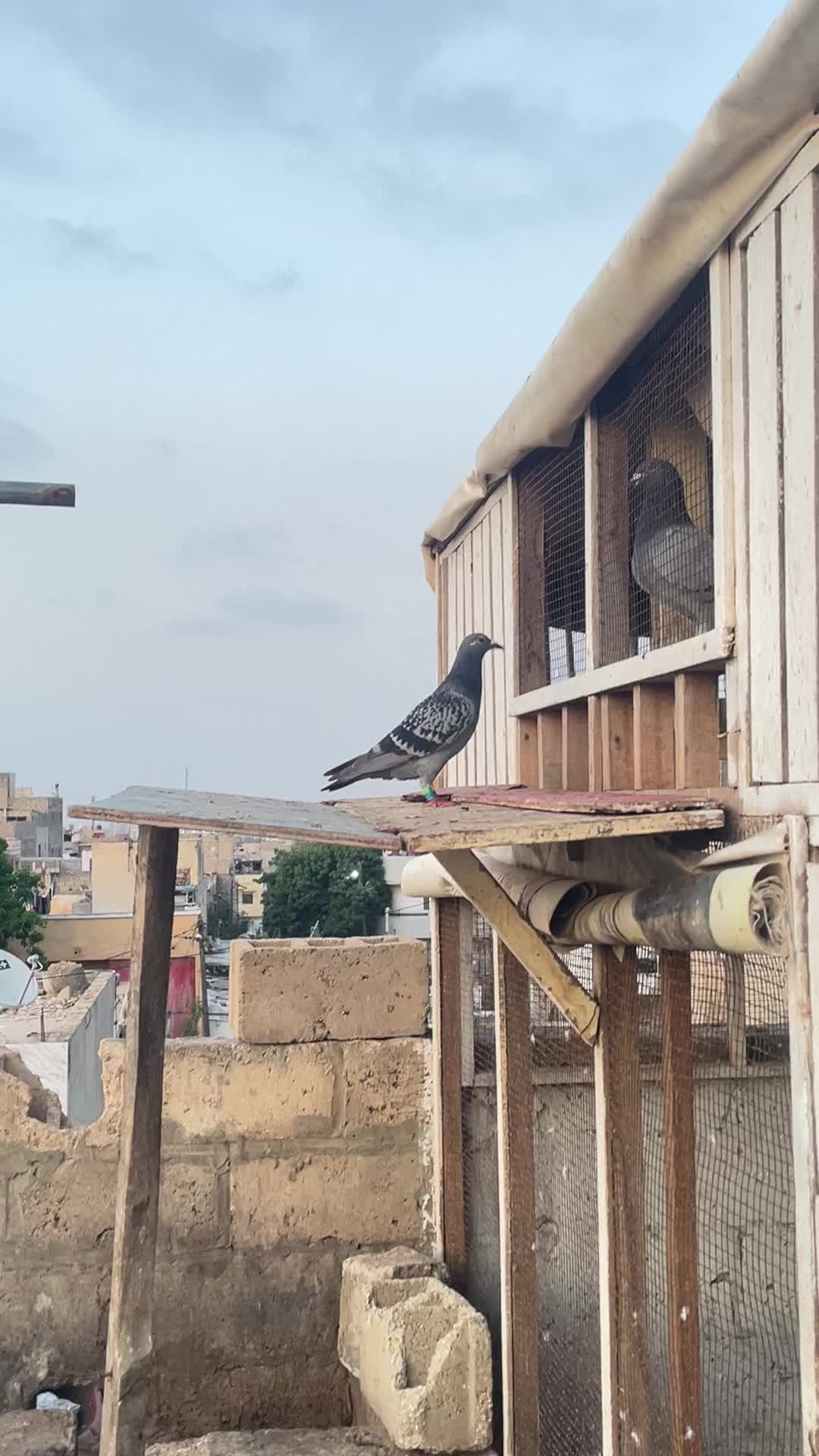 @OMZOLOFT🕊🦜🇸🇳