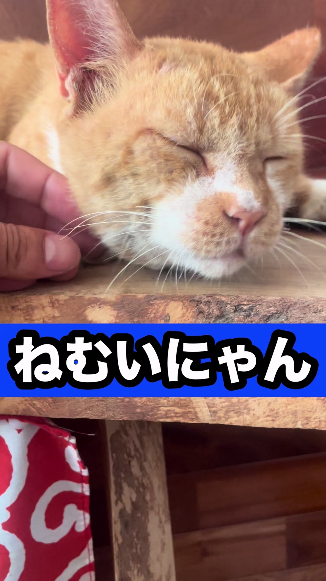 @藤原 政宗　動物好き❤️飛行機好き❤️