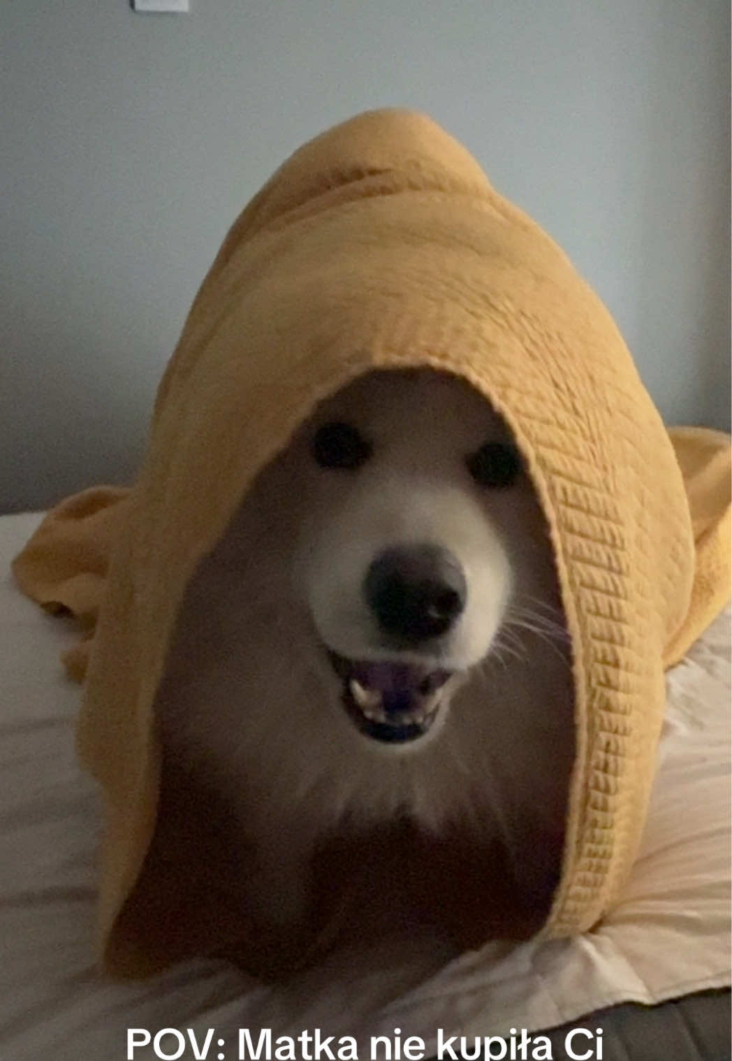 @Samoyed.Kokos