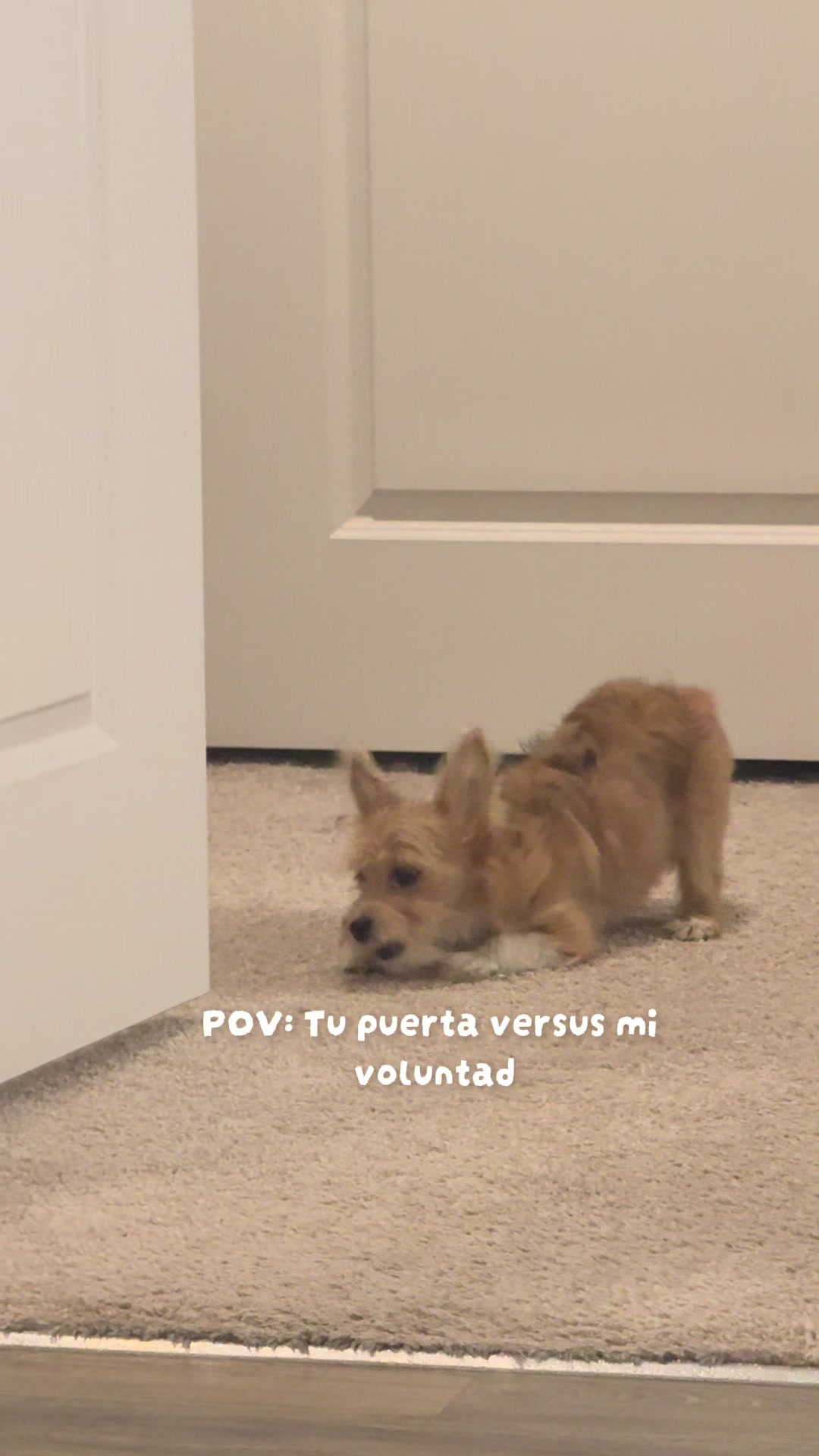 @Puppy Mynnie (Podlee + Cogi)