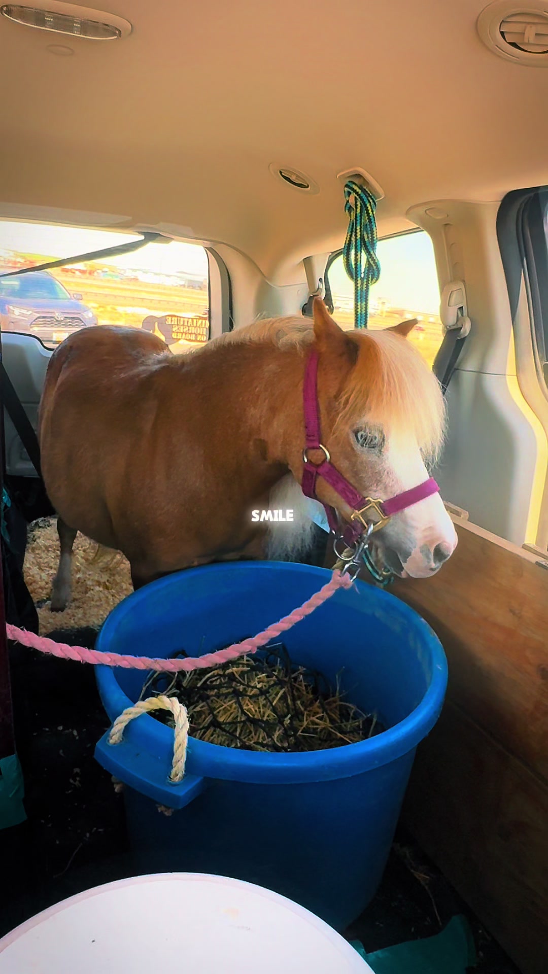 @Hot Sauce the Mini horse 🐎