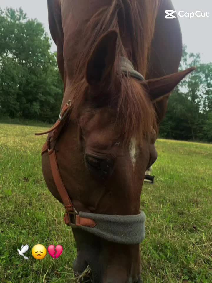 @🐴sophie🐴
