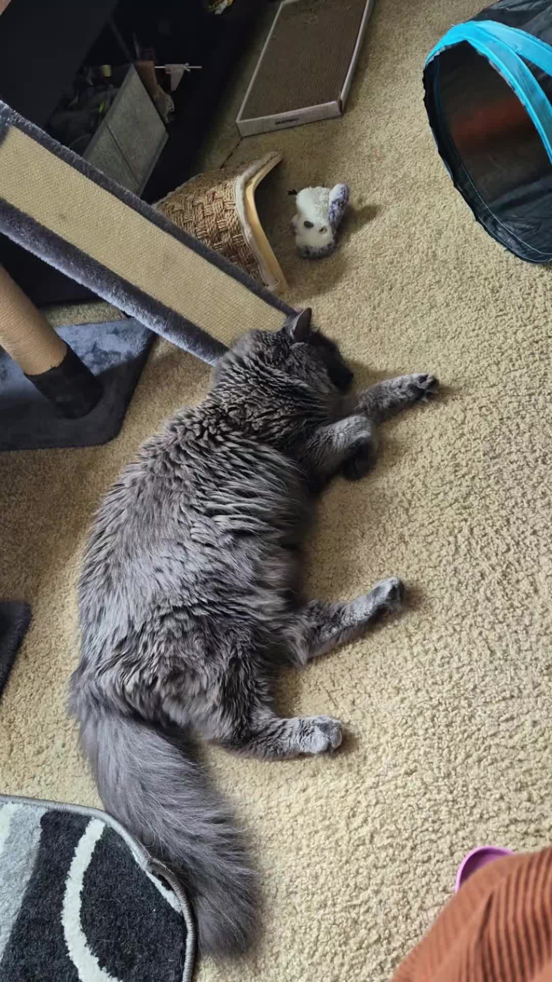 @Kittyboi