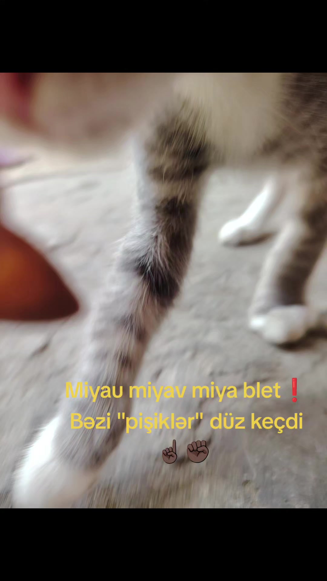 @𓆩𝓩𝓮𝔃𝓲𝓴𝓸𓆪