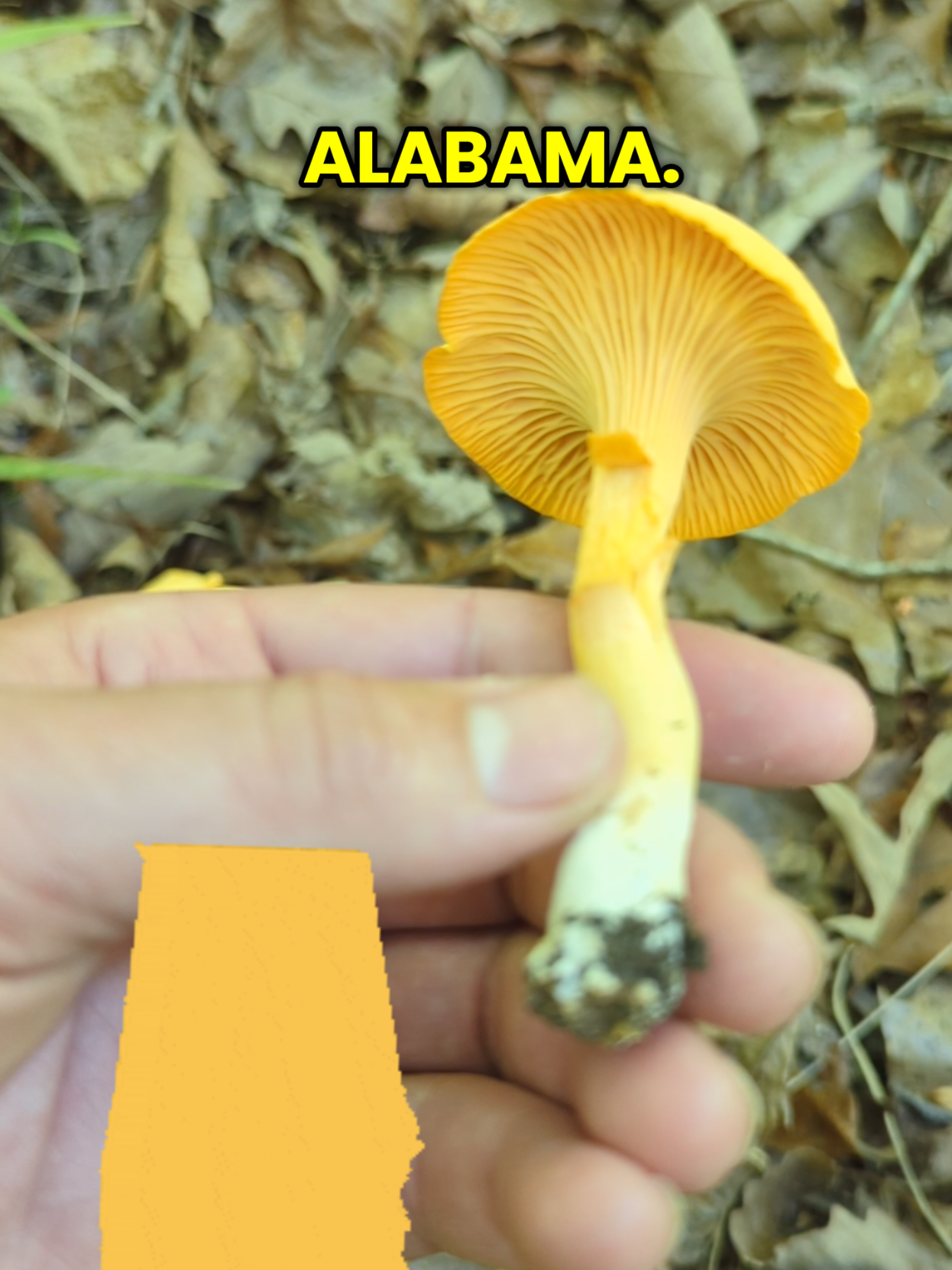 @Forage North America