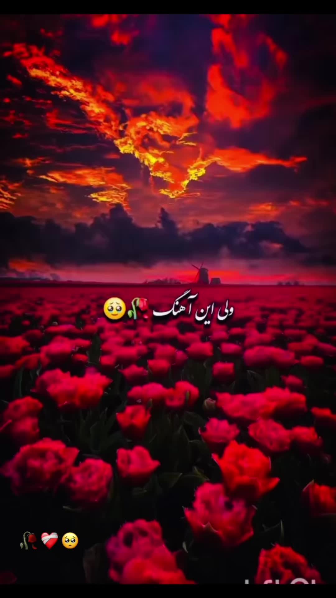 @Hayat wafa