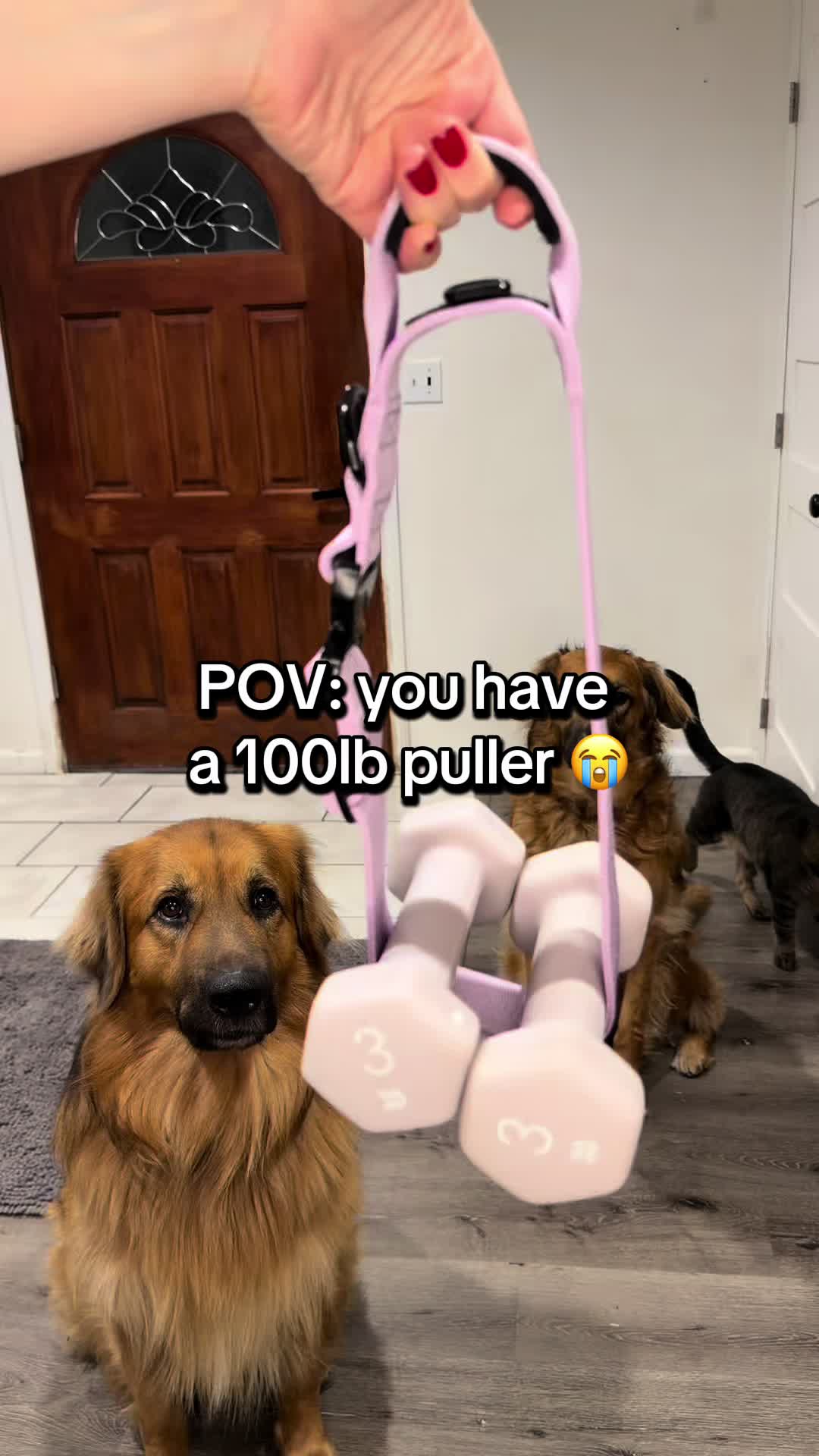 @lifewithgoldenshepherds