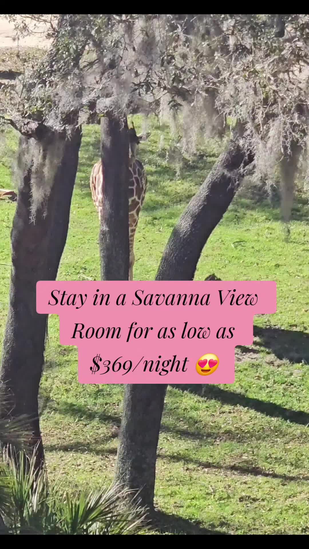 @SHEENA~TRAVEL PLANNER 🏰🌎🛳✨️