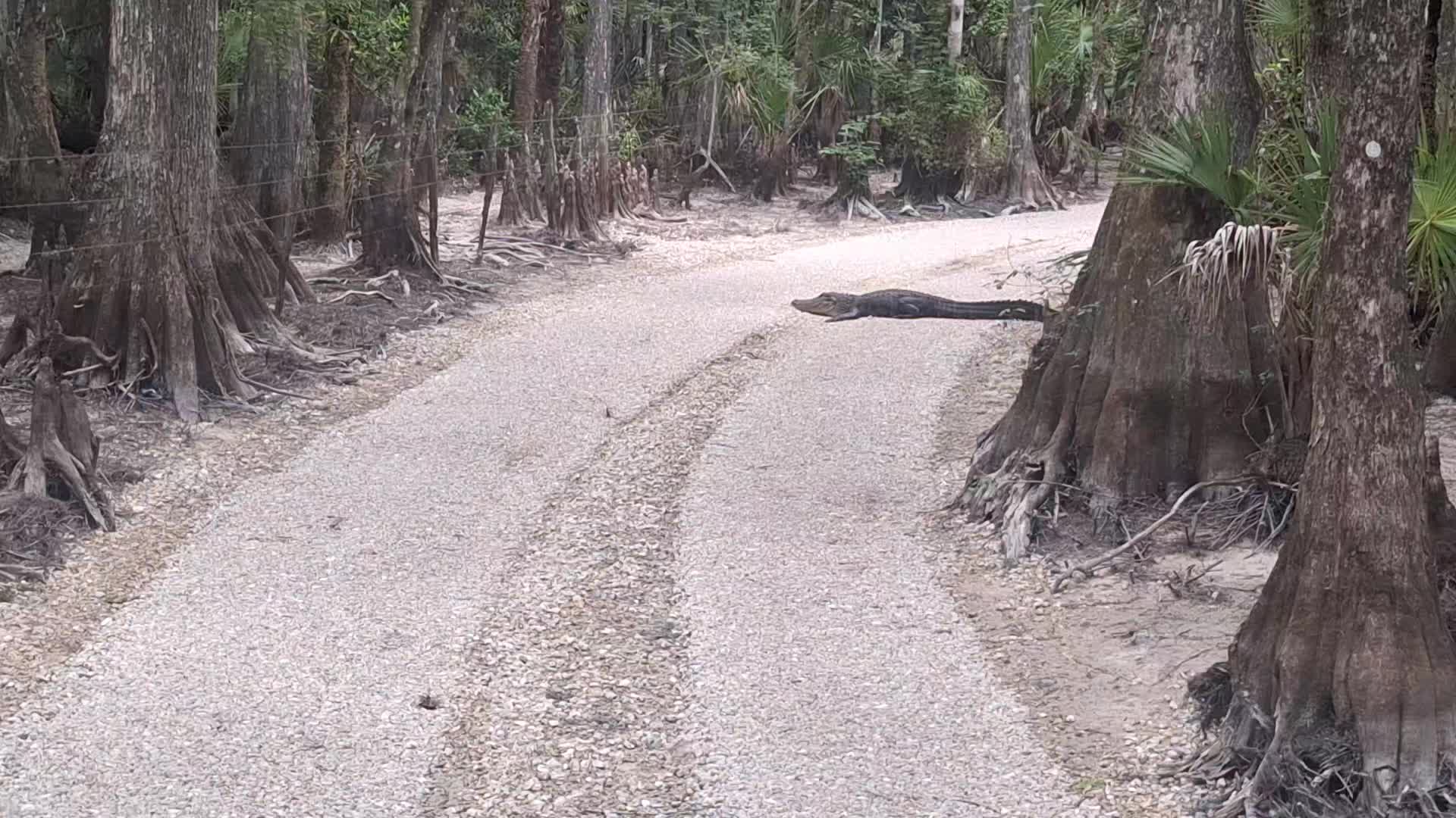 @GatorGirl22