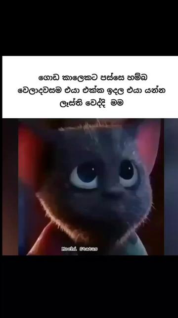 @<м&sigma;&cent;н&iota; ѕт&alpha;т&upsilon;ѕ🐼🤍