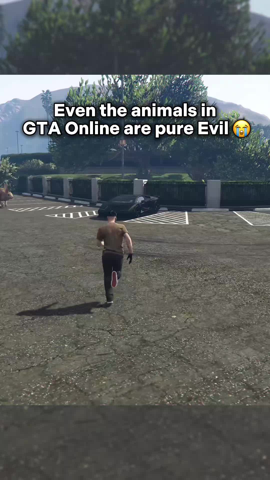 @gtacouzi