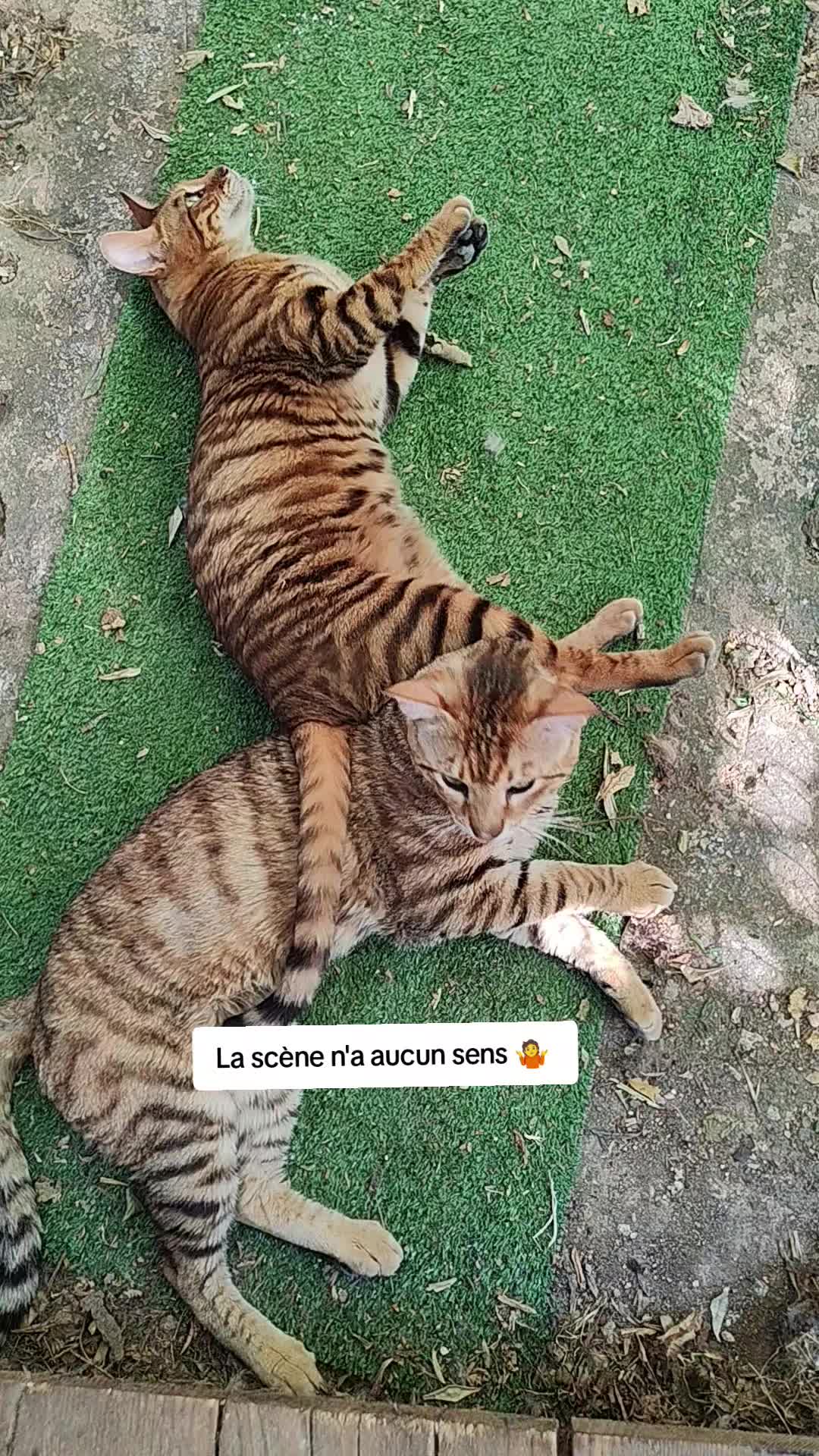 @Galactic Bengal
