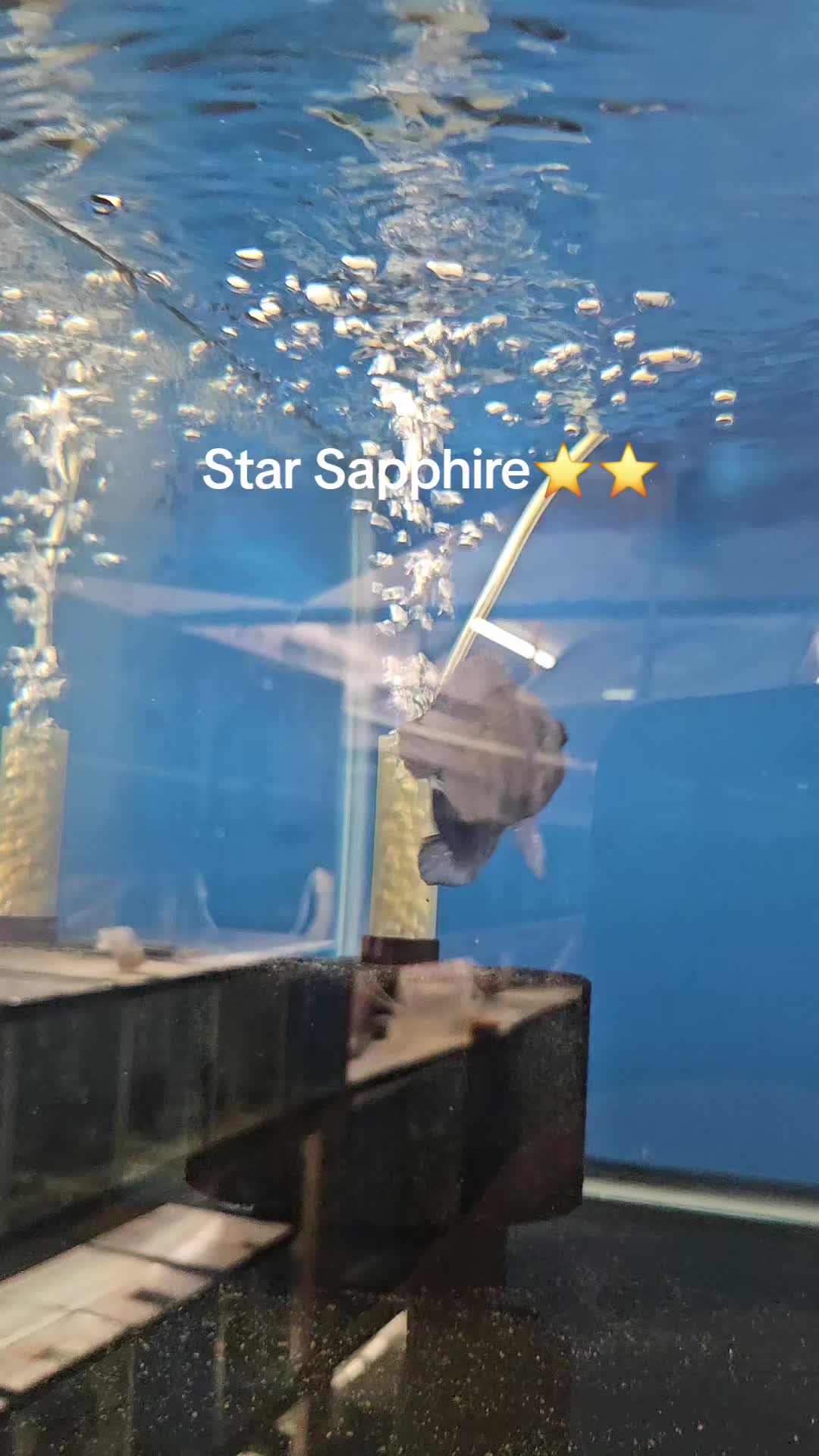 @EddieBcichlids