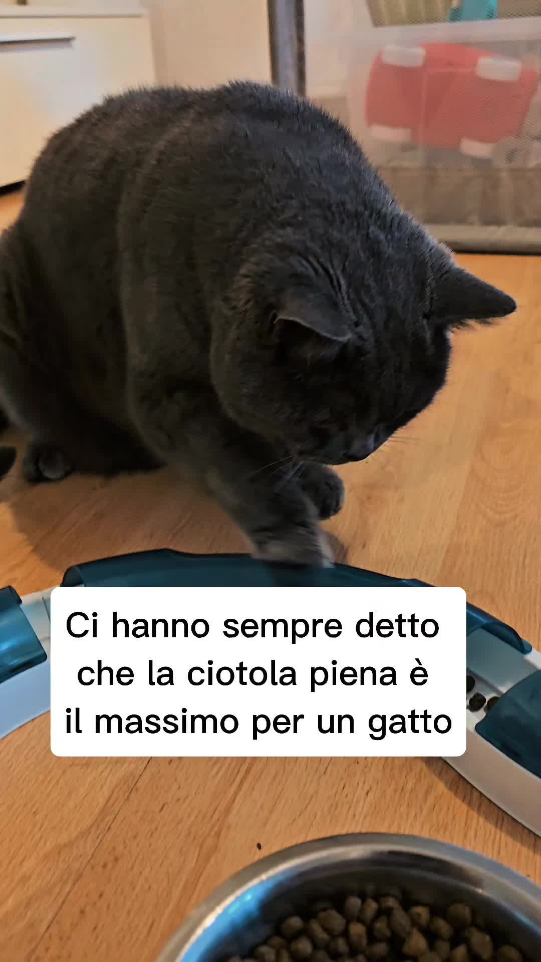 @Dr.ssa Sandra Viana