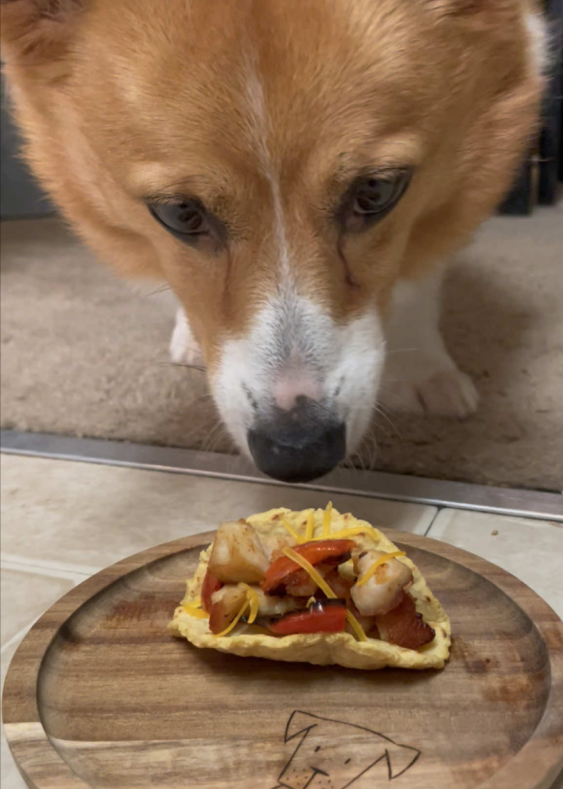 @Charlie the Corgi