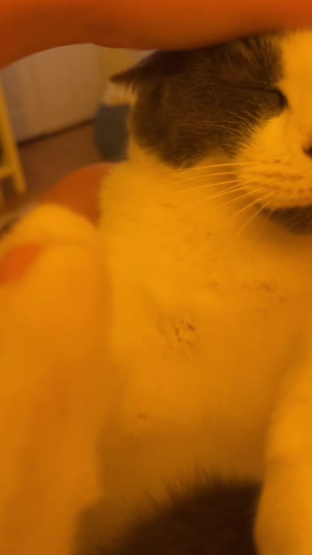@🐈&zwj;⬛