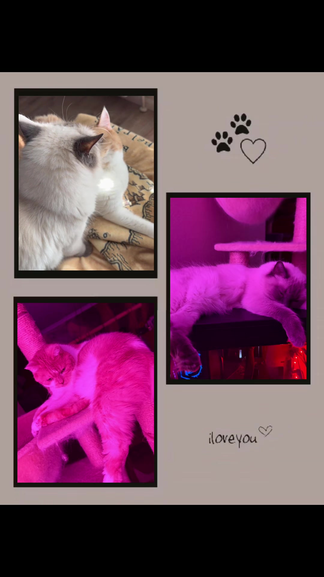 @mystic paws
