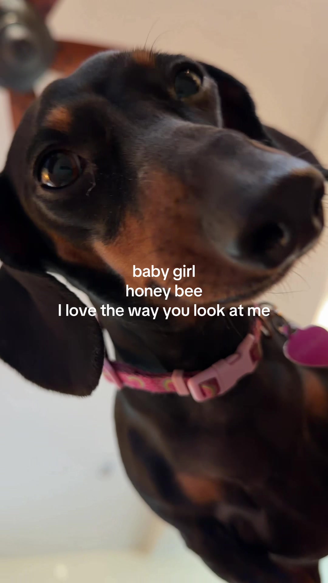 @Penny the Dachshund
