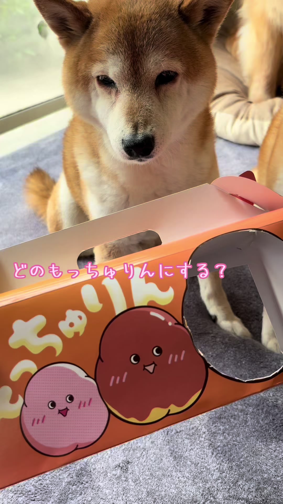 @ムックパパ🔶🐾